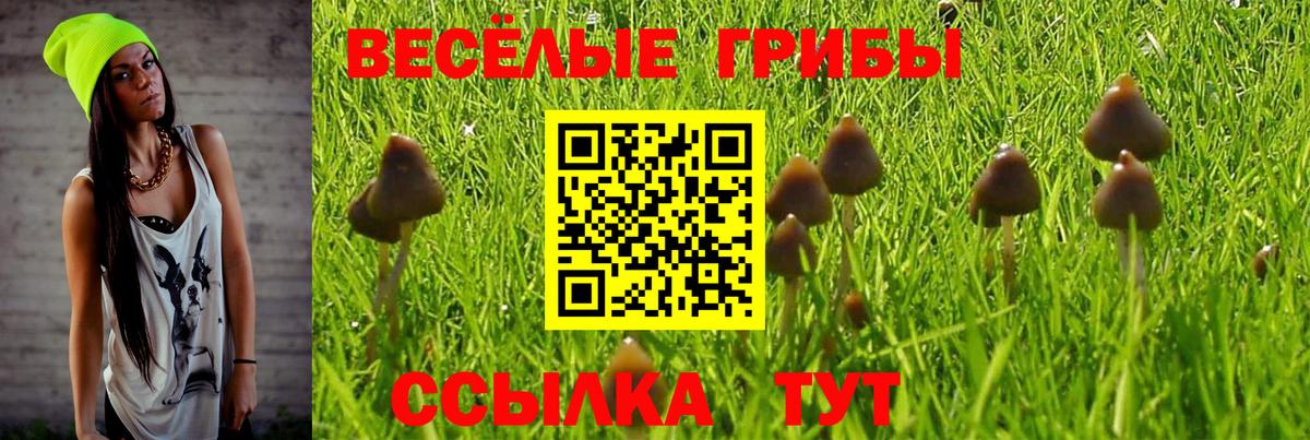 Малоярославец  Галлюциногенные грибы Cubensis  цены   Вход с VPN 